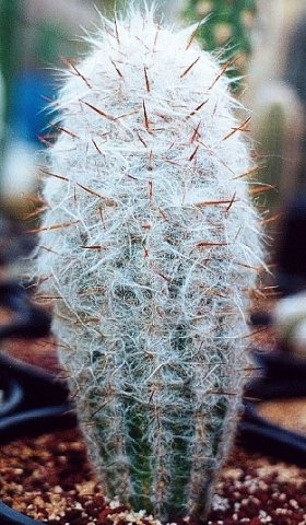 oreocereus_trollii_1